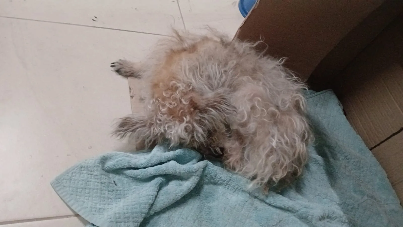 Cadela resgatada de bueiro é encontrada novamente na rua em SP