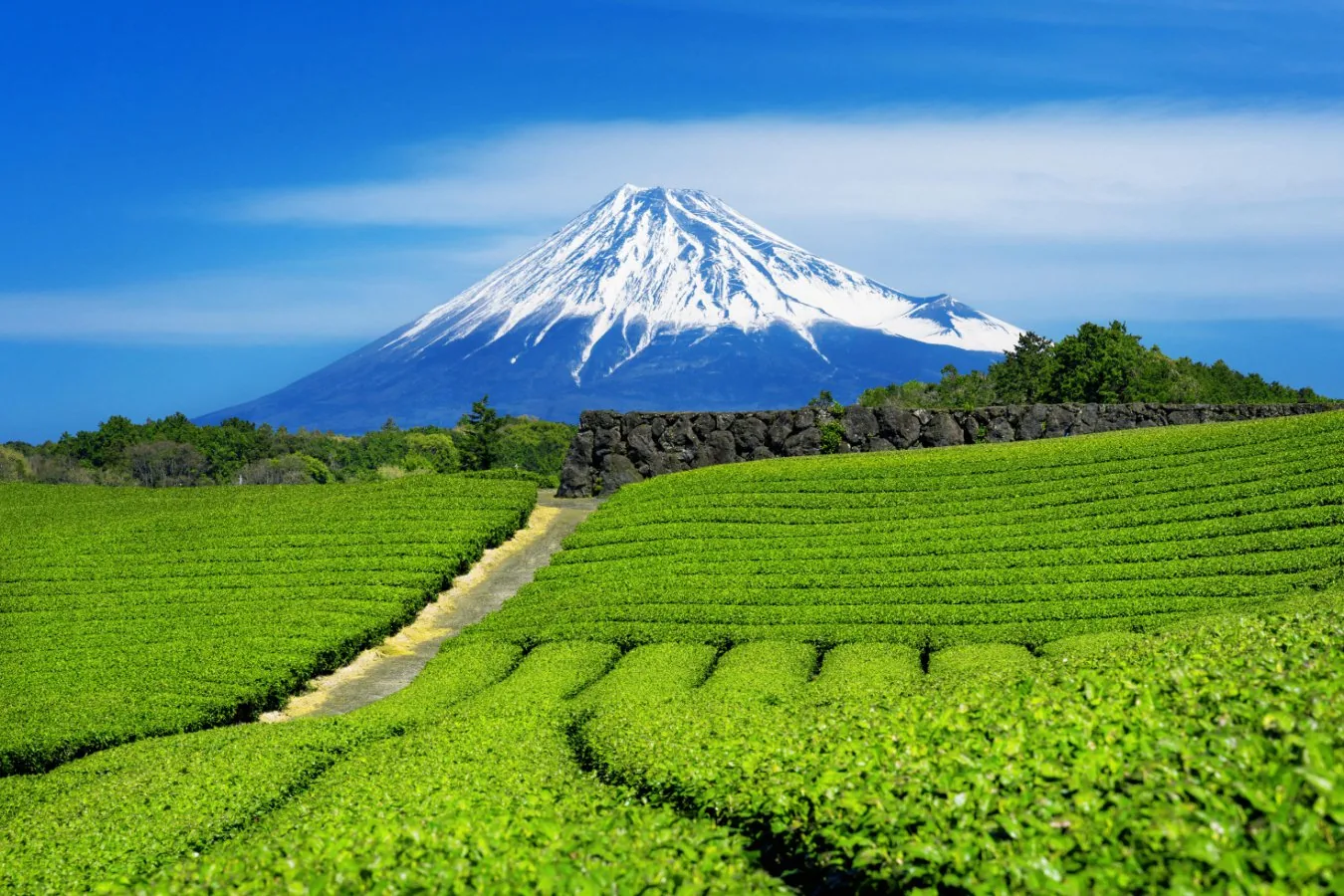 Mudanças climáticas ameaçam o matcha; genômica pode ajudar