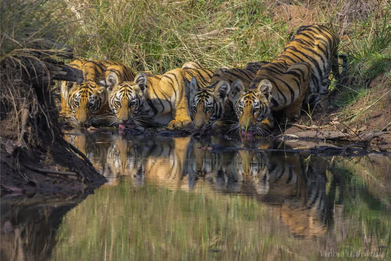 Dia Internacional do Tigre: Desafios e Conflitos na Conservação