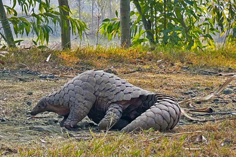Pangolim indiano enfrenta perda de habitat no Paquistão