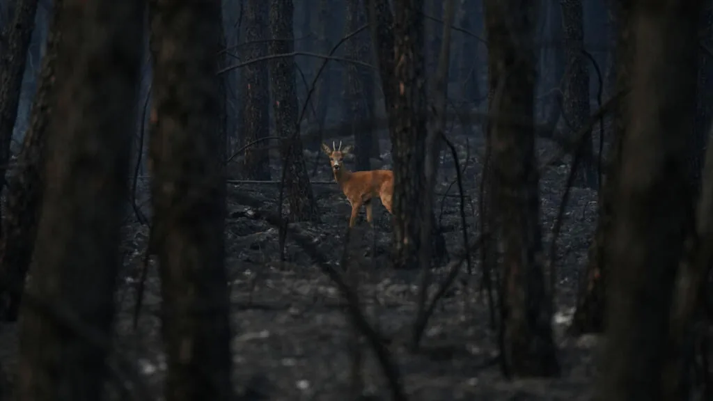 Voluntários auxiliam a fauna florestal a sobreviver em habitats devastados