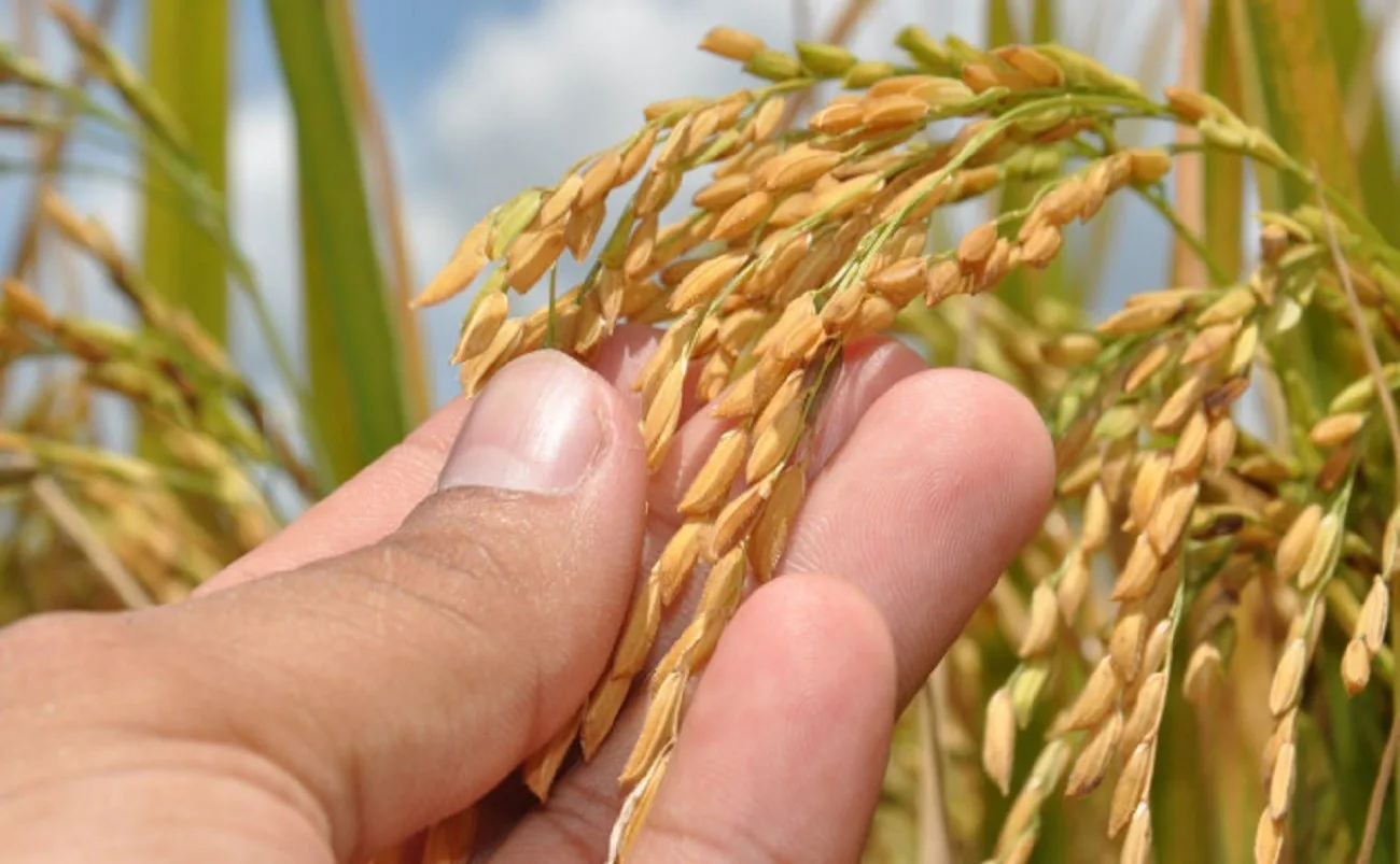 Projeto Rio Formoso impulsiona produção de arroz no Tocantins