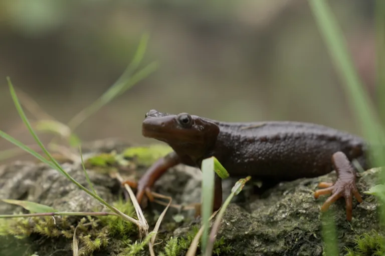 Tourism and infrastructure threaten habitat of India’s Himalayan salamanders
