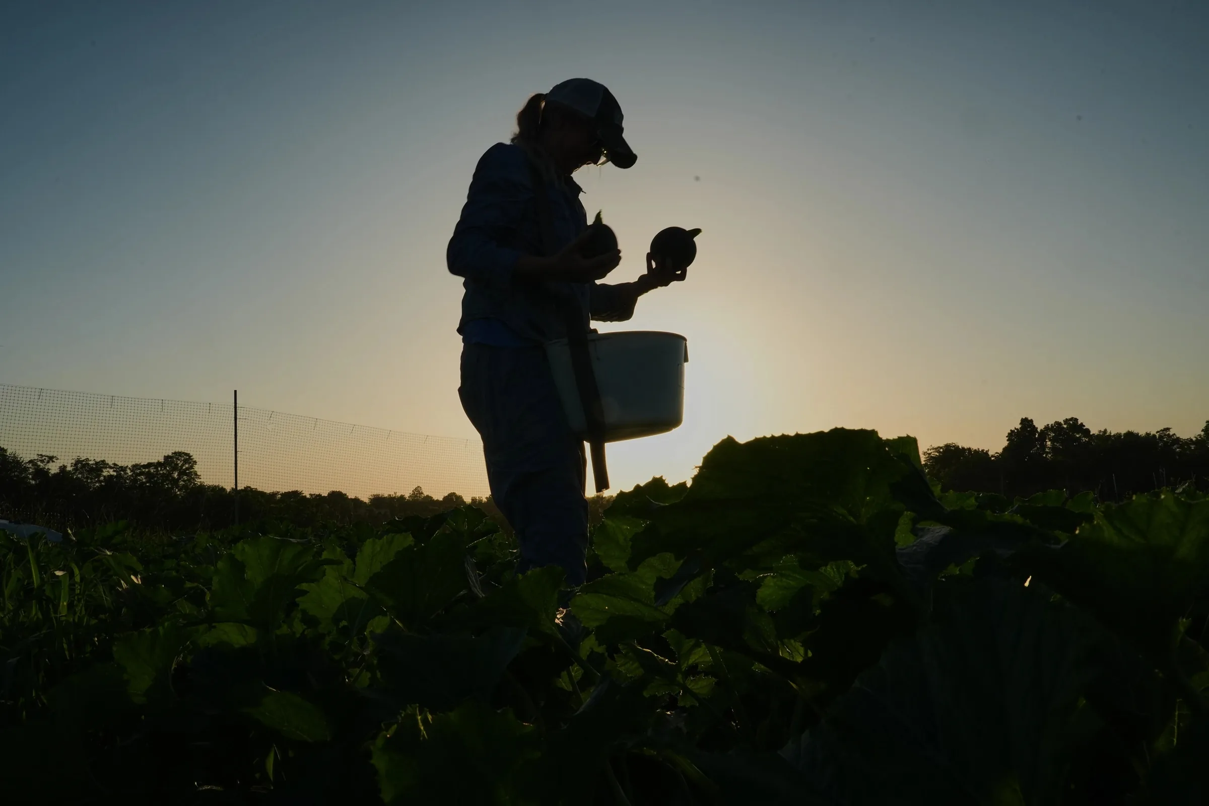 Agricultores dos EUA adaptam colheita para enfrentar calor extremo