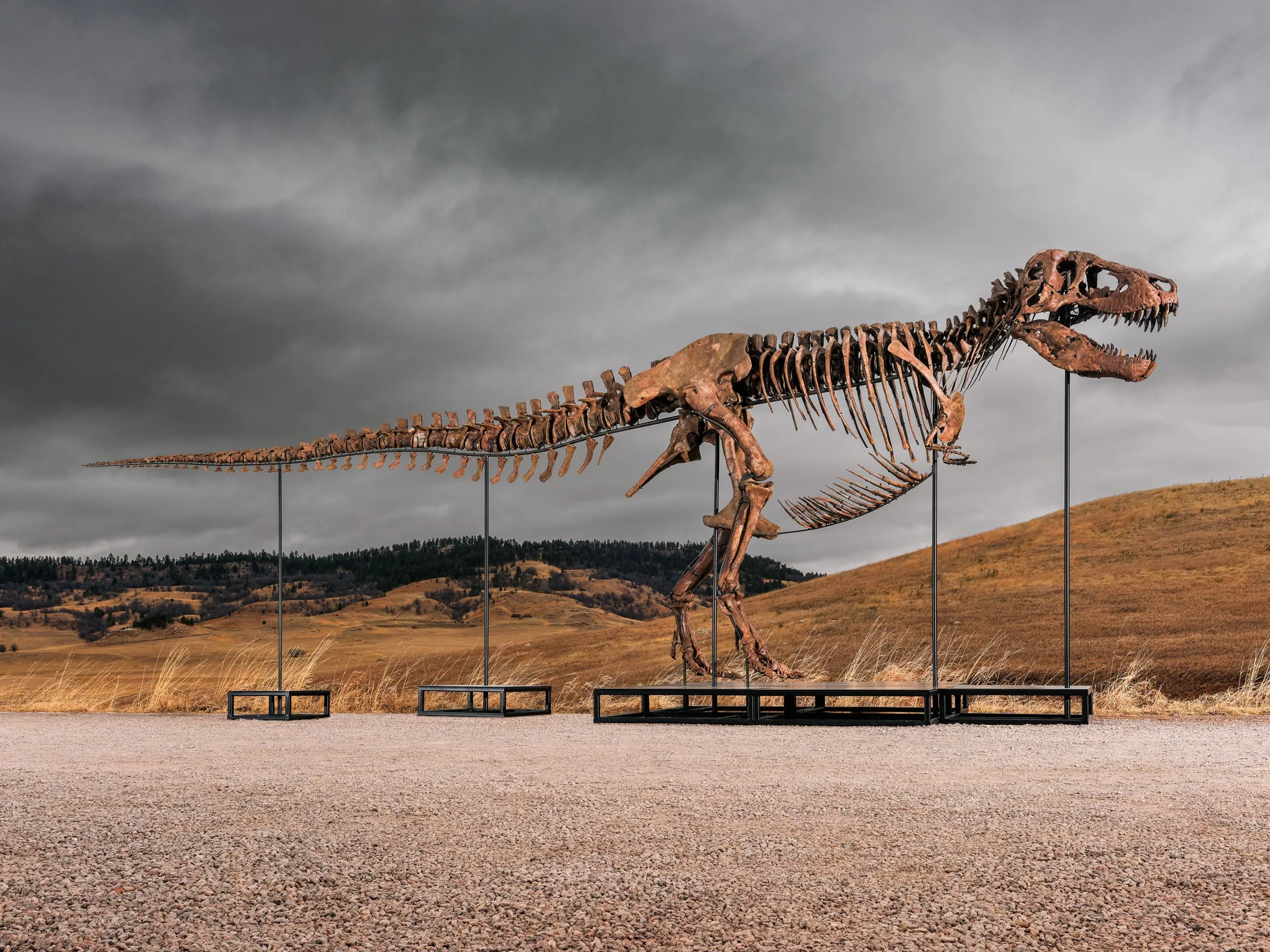 Leilão de T. Rex levanta preocupações sobre a ciência e o mercado de fósseis