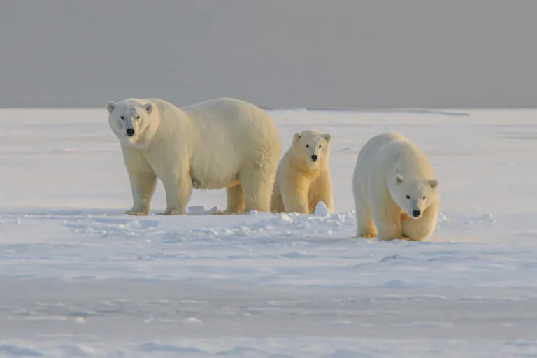 Sistema Bear-dar alerta comunidades árticas sobre ursos polares