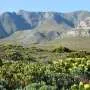 Solo do fynbos sul-africano revela nova espécie de bactéria do solo
