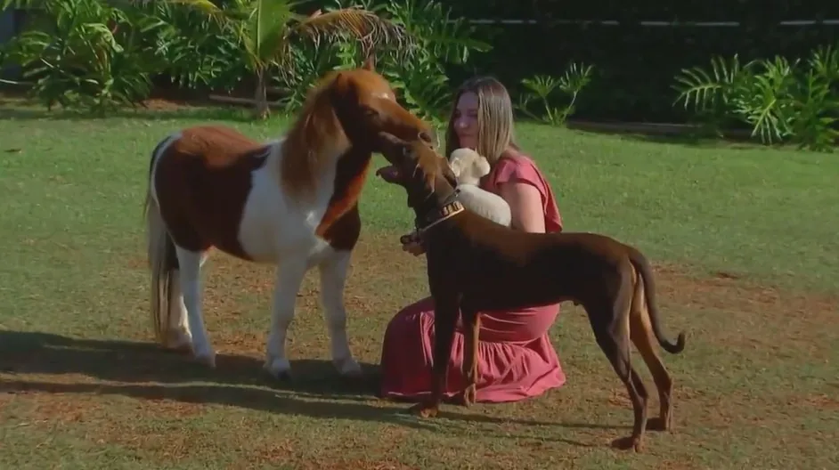 Menores que um pônei, mini-horses conquistam brasileiros e são criados como pets até em quintais de casa