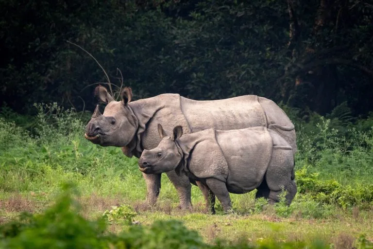 Sucesso na translocação de rinocerontes no Nepal esconde problemas de habitat