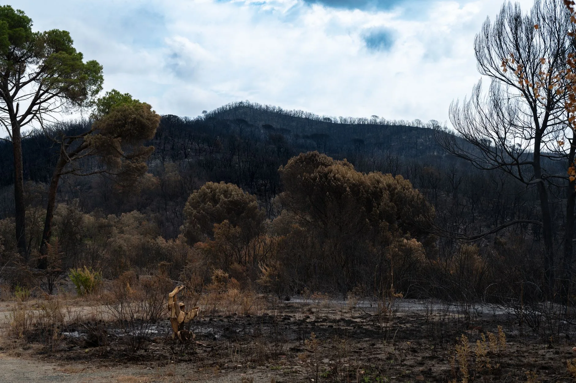 Entenda: A Crise dos Incêndios Florestais na França e na Europa