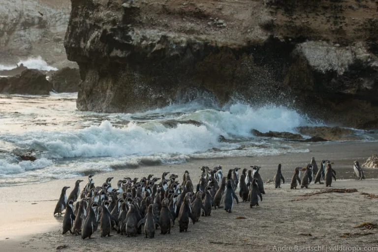 Peru’s only penguin species at risk from upcoming El Niño and bird flu, experts warn