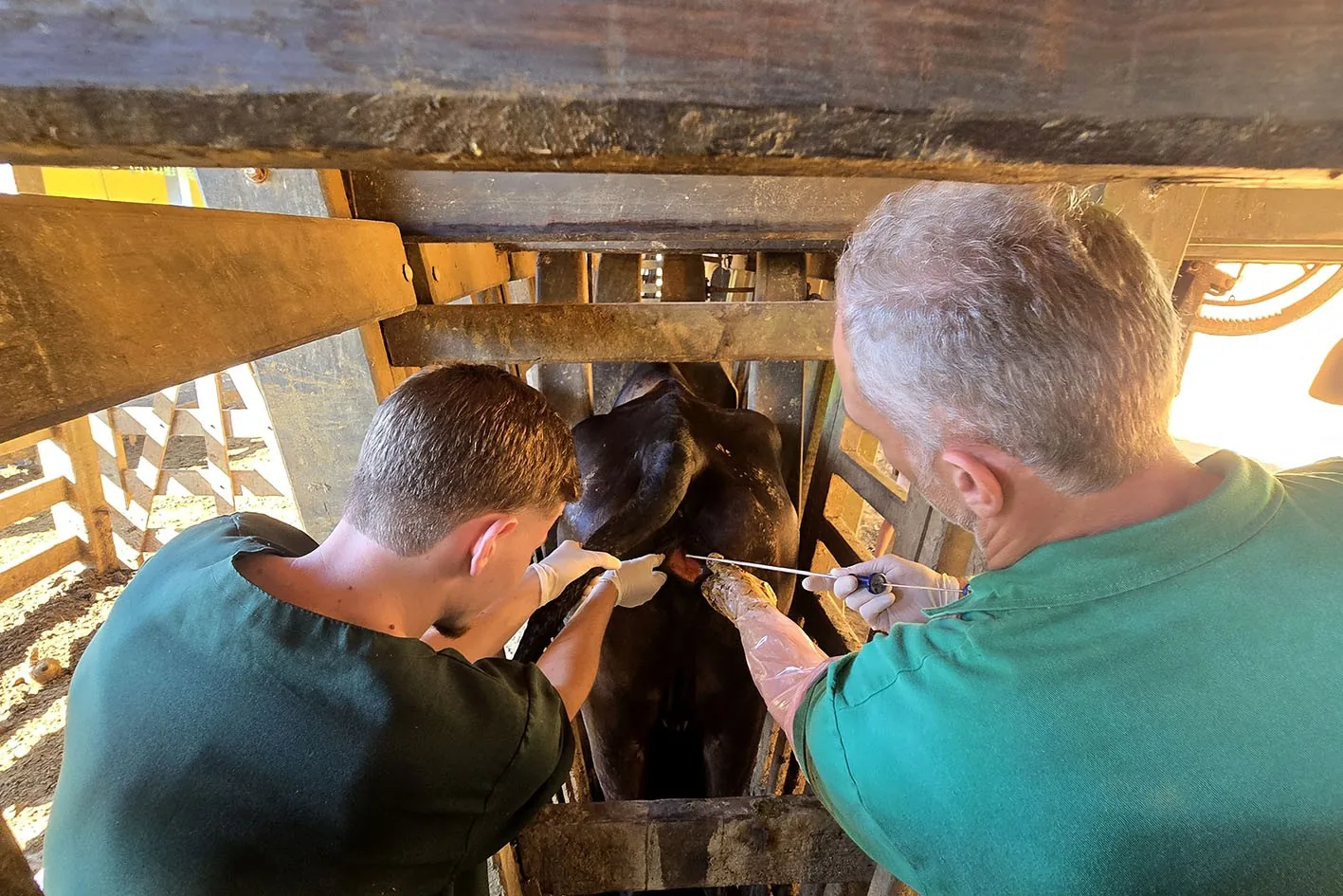 Macaé atinge marca de 6 mil vacas inseminadas com programa de genética bovina
