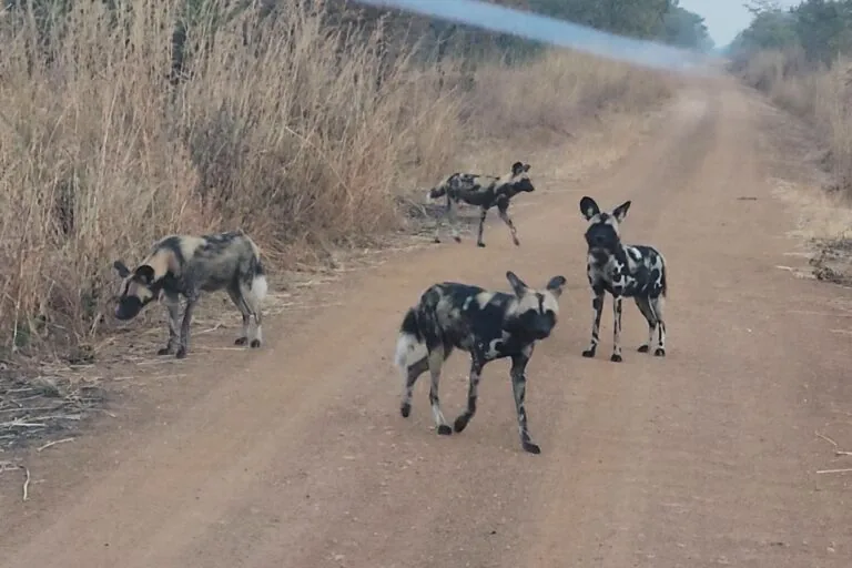 First sighting of African wild dogs in Malawi national park in more than 10 years