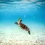 Great Barrier Reef at risk of 'collapse', scientists warn