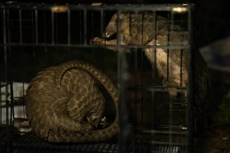 Pangolin DNA study links local wild meat markets to global trafficking networks
