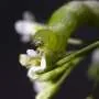 Cientistas identificam 'interruptor' do sistema imunológico das plantas