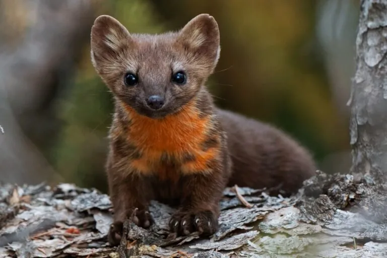 Governo dos EUA redefine ‘dano’ a espécies ameaçadas em nova regra