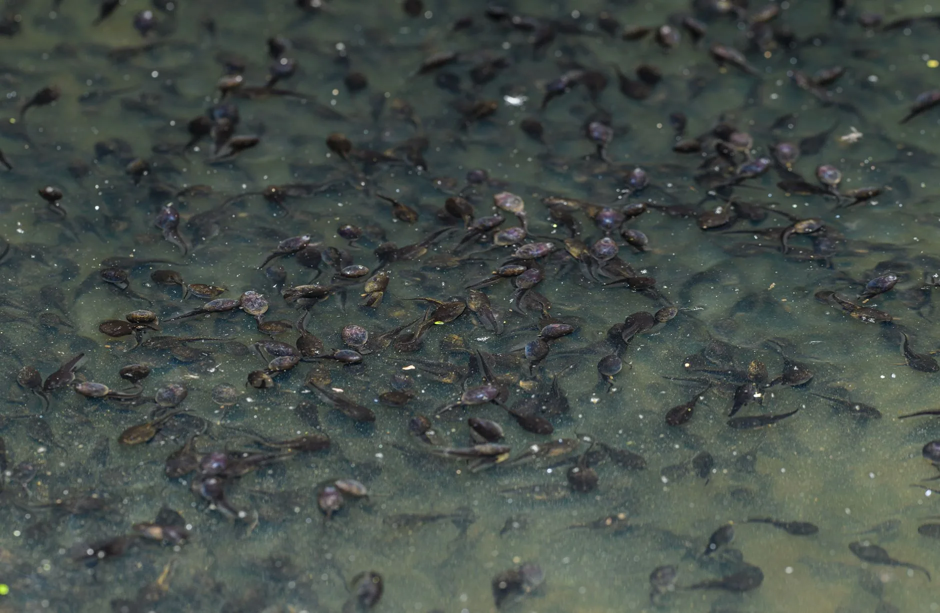 Larvas de insetos mergulham em profundidades extremas sem se esmagar