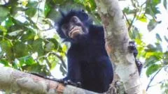 Nova espécie de macaco com lábios alaranjados é descoberta na RDC
