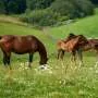 Rapid bacterial community profiling of equine microbiomes using Oxford Nanopore sequencing