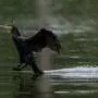 Crescimento populacional de cormorantes gera debate na Europa