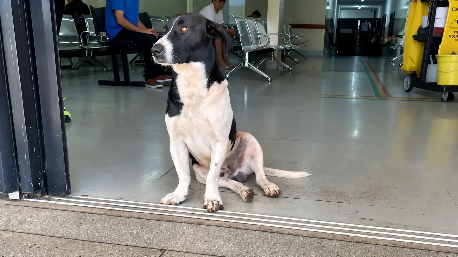 Cão apelidado de “Dipirona” vive há duas semanas na porta de UPA em Goiânia à espera do dono que morreu