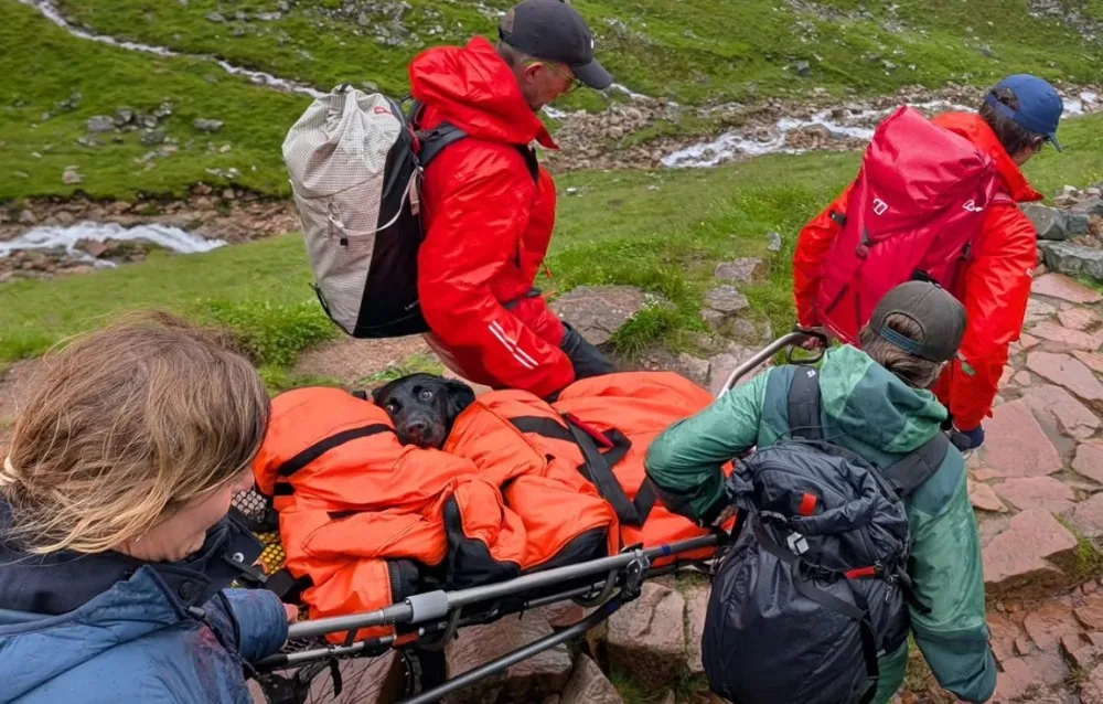 Cadela é resgatada na Ben Nevis após ingerir maconha