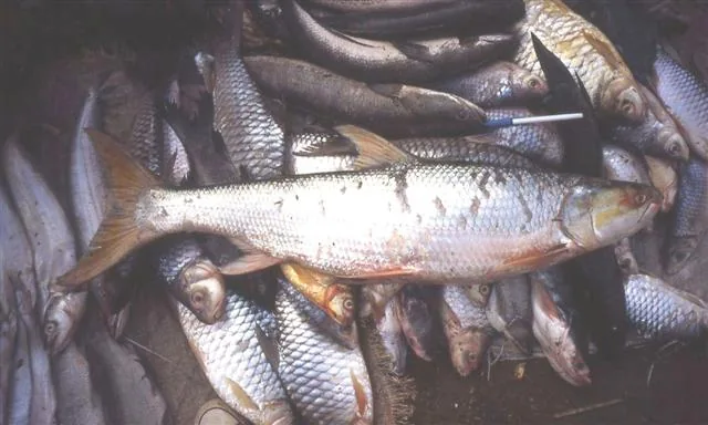 Recent discoveries of ‘lost’ Mekong giant salmon carp renews hope for the fish