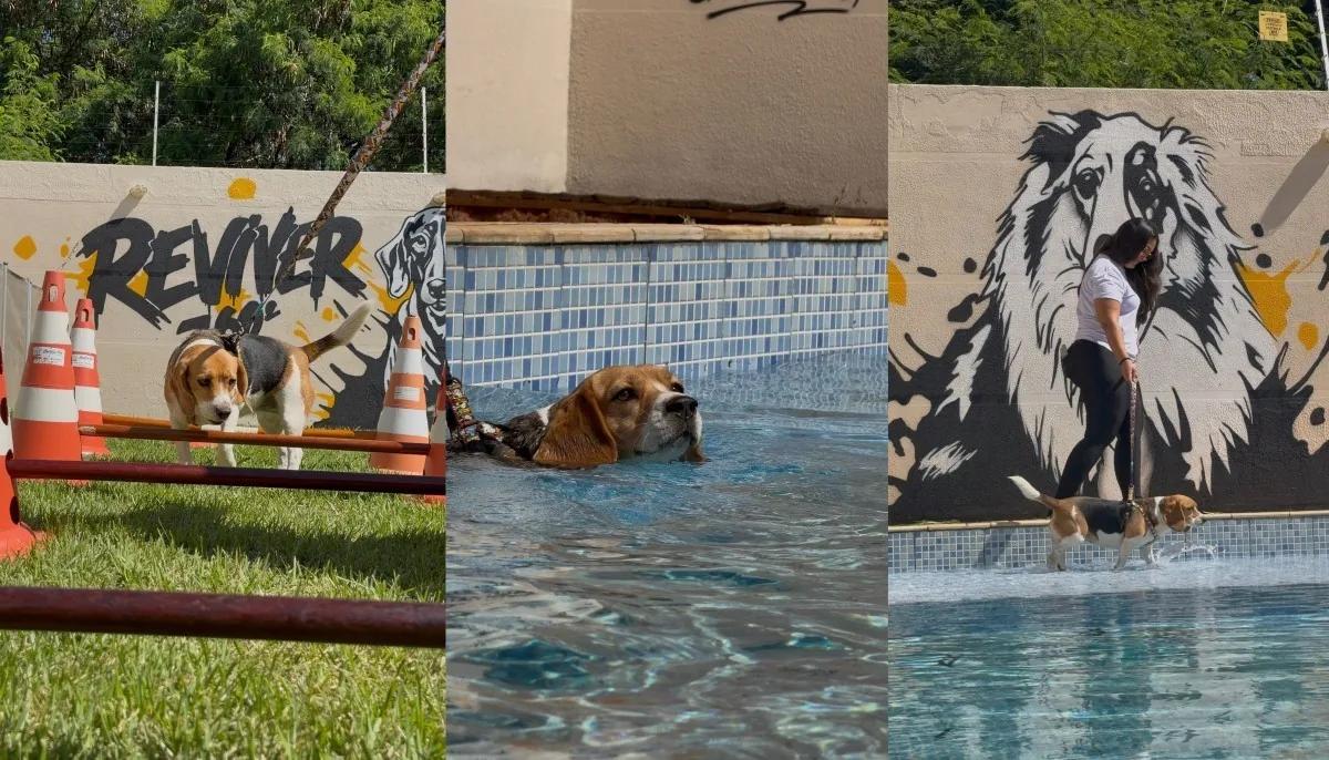 Academia para cães em Sorocaba oferece treinamento especializado