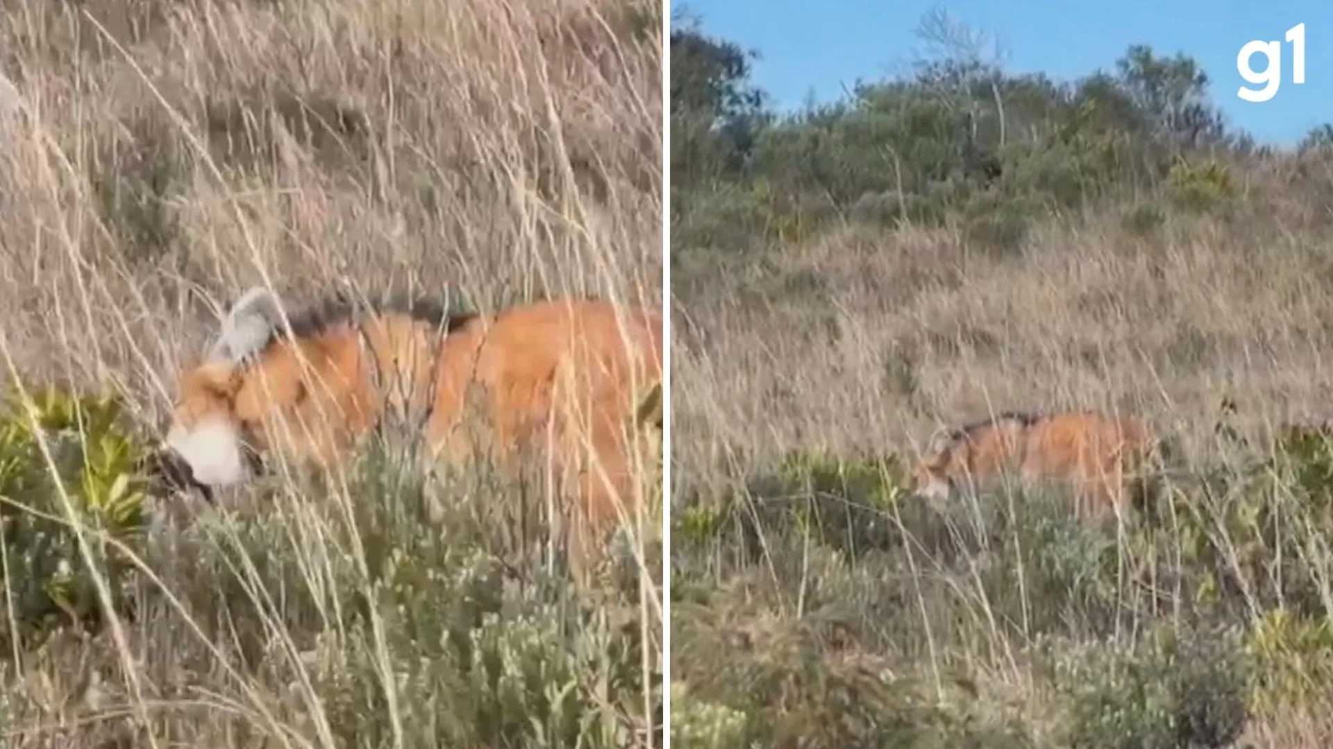 Registro raro mostra lobo-guará se alimentando em cânion do RS