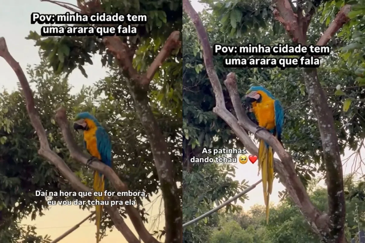 Arara interage com moradores em praça pública de MS; vídeo viraliza