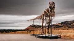 Novo T. rex pode se tornar o fóssil mais caro da história em leilão