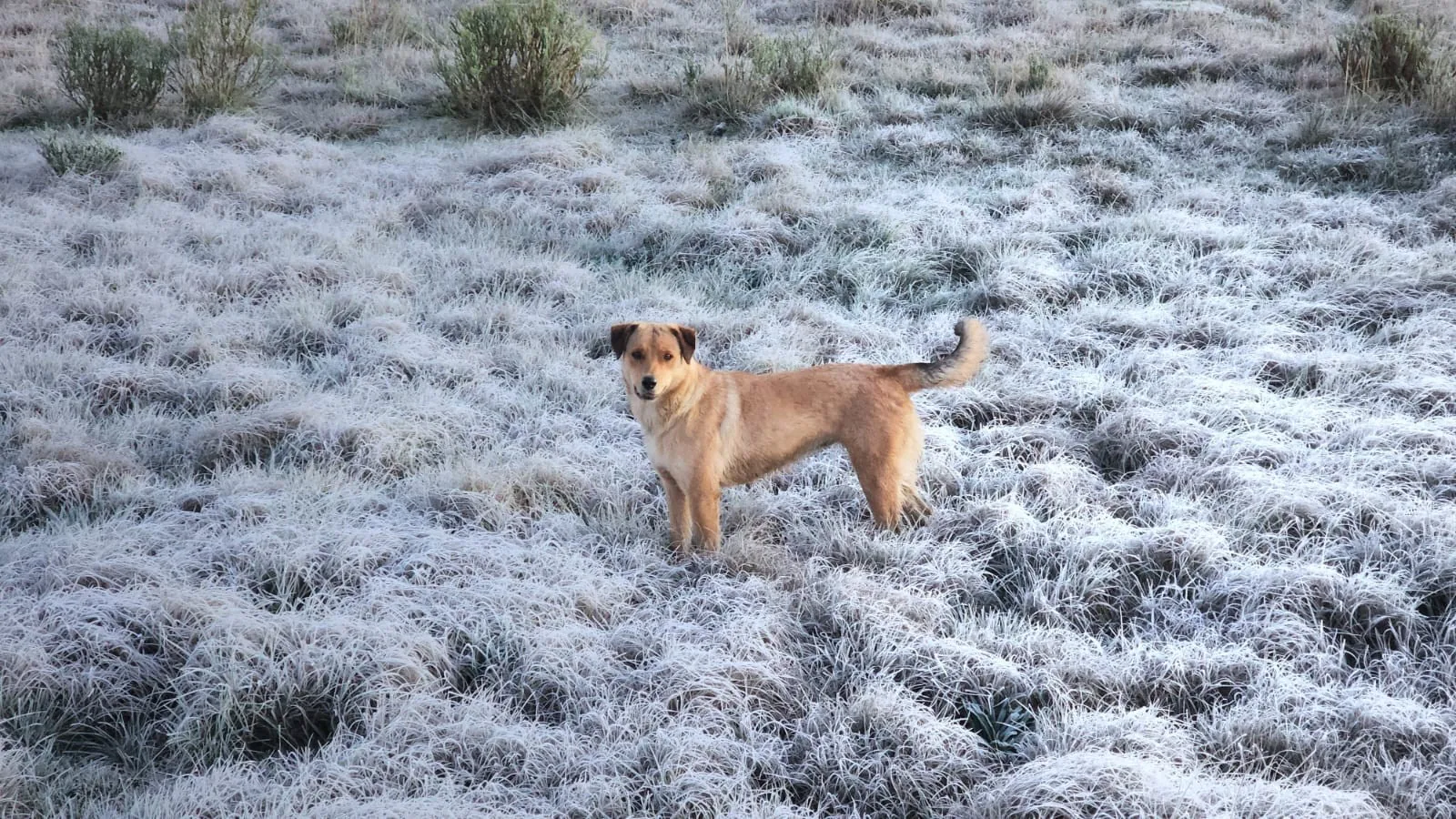 Santa Catarina terá semana de frio e geada, com mínimas de 0°C