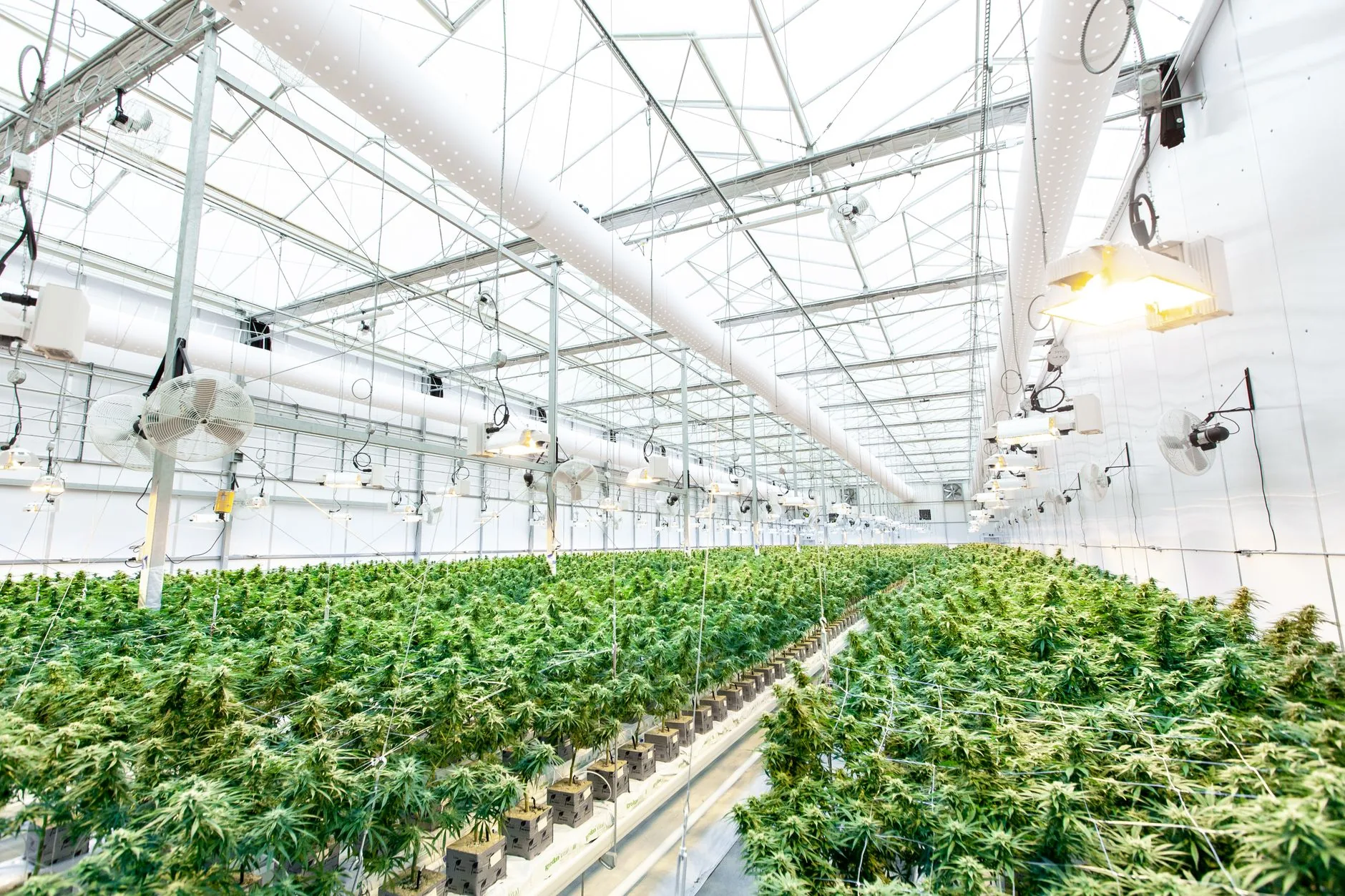 Habeas corpus para cultivo de cannabis: o que permite e seus limites
