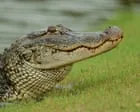 Louisiana abre primeira caça recreativa de cobra-de-água em 50 anos