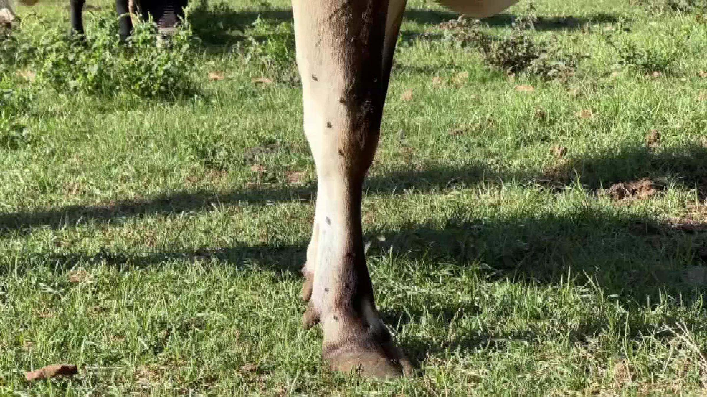 Mosca-de-estábulo afeta pecuaristas no interior de SP