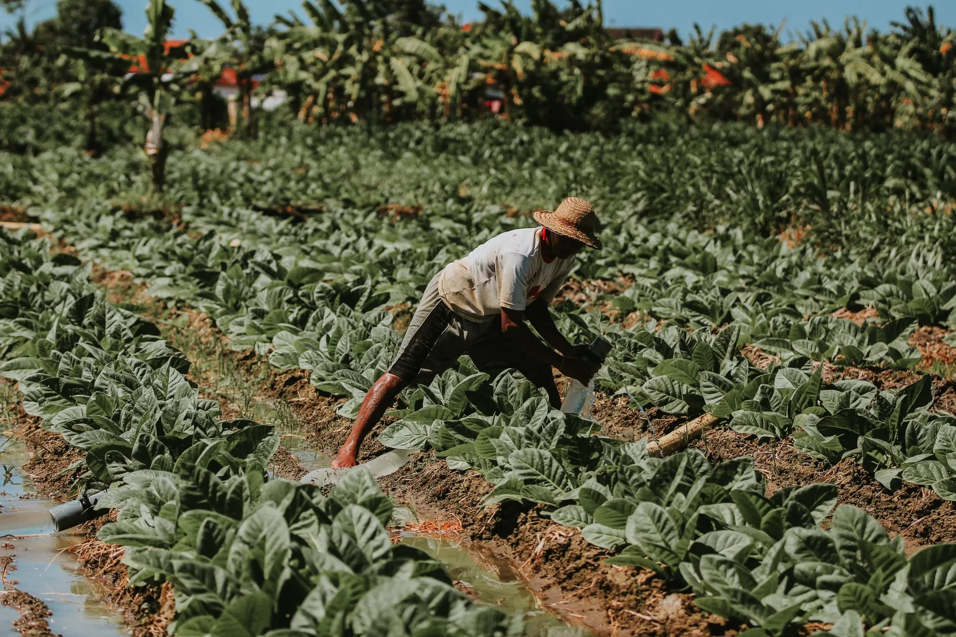 Contexto: Fortalecimento do Cooperativismo Rural e Greves na Caixa