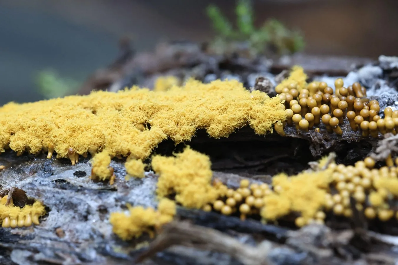 Escritor faz slime mould protagonista de novo romance de ficção científica