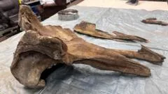Whale Fossil Discovered on Irish Beach