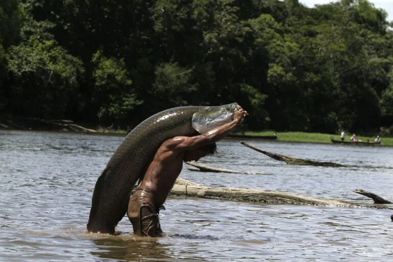 Gratuidades do Fundo Amazônico temem nova congelamento após eleição