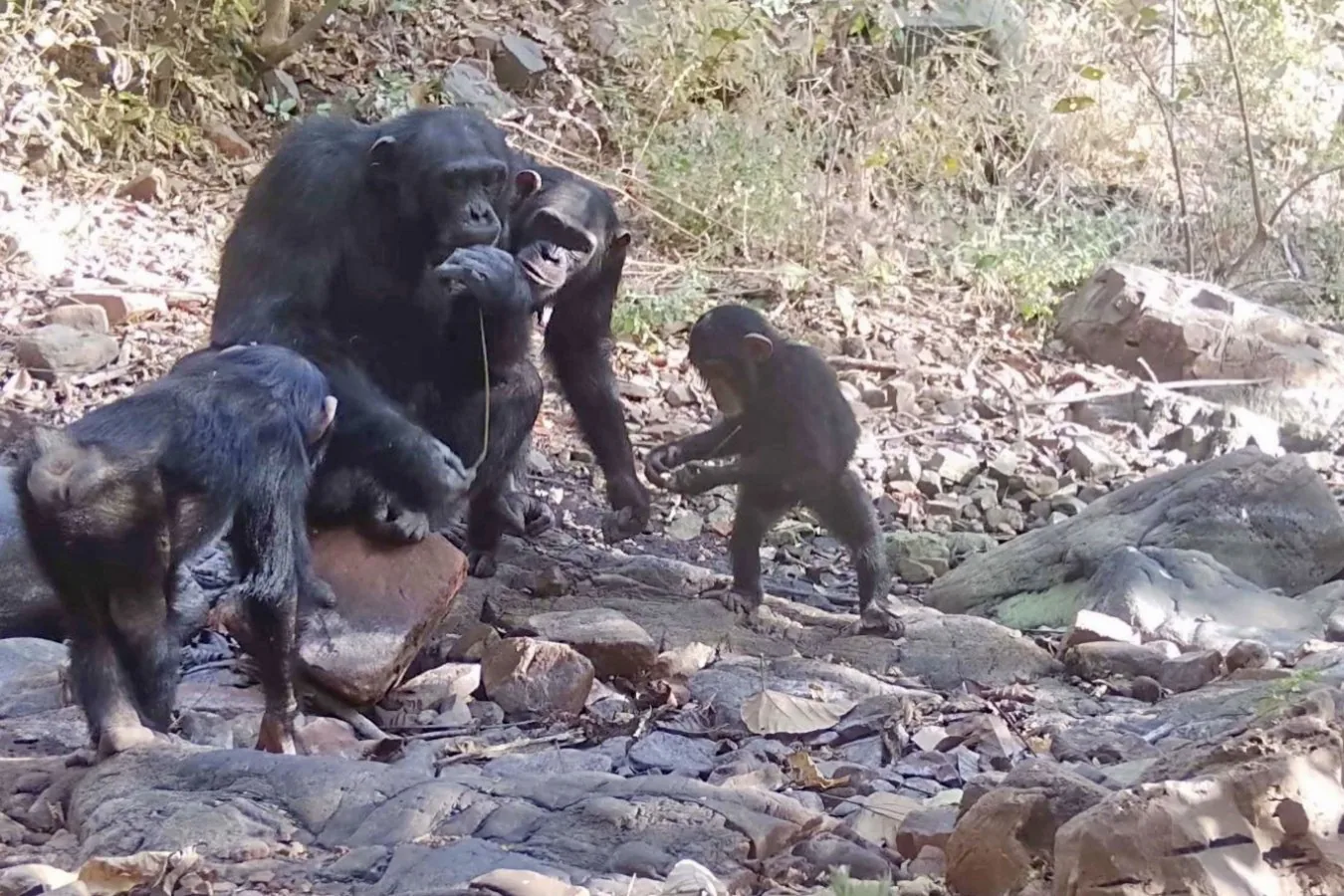 Chimpanzees Teach Youngsters Using Tools