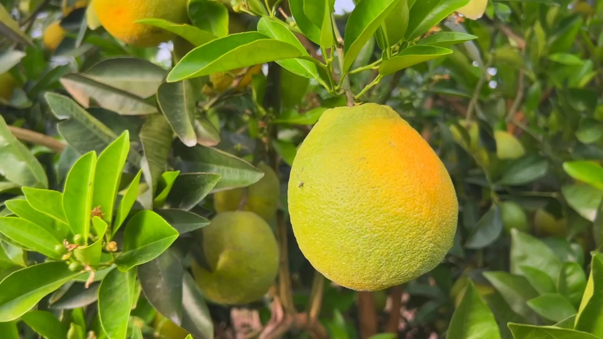 Safra de laranja cresce no interior de SP, mas queda no consumo de suco derruba preços