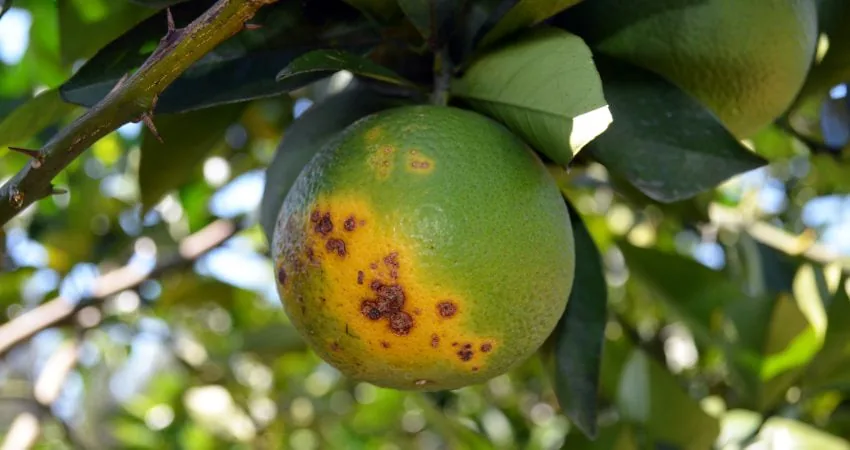 Nova regra para controle do greening nas laranjeiras