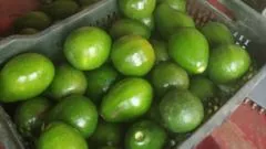Avocado boom in India: From 'dog fruit' to darling