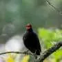 Ciência descobre elementos que tornam o canto dos pássaros agradável