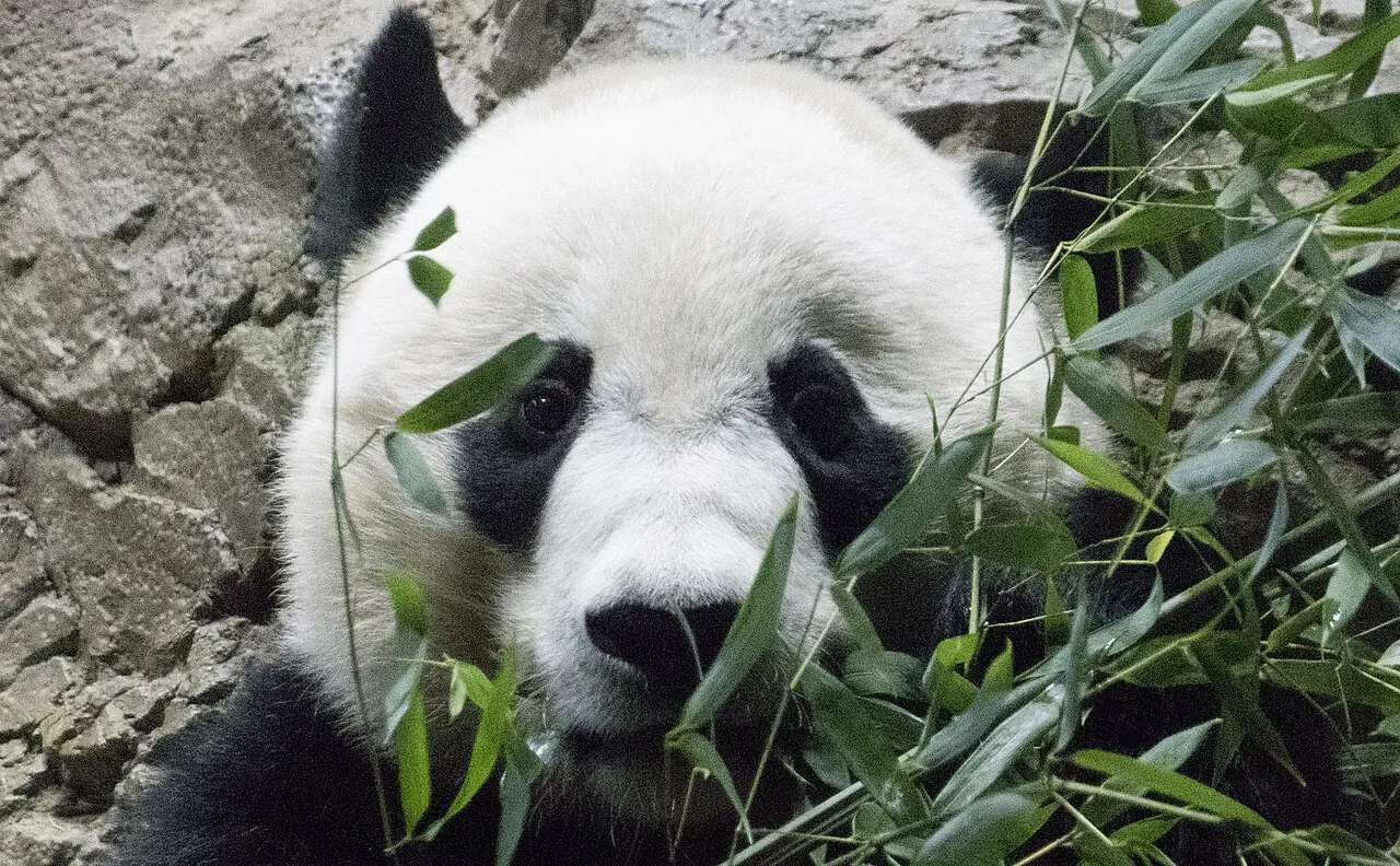 Diplomacia Panda: China usa animais como ferramenta política