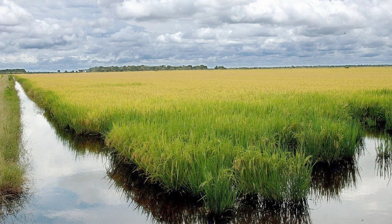 Google investe em projeto de arroz contra mudanças climáticas
