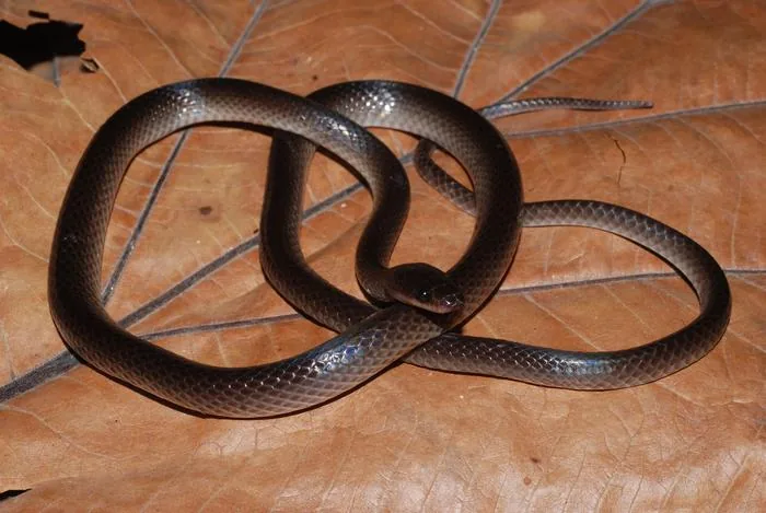 Novo cobra noturna descoberta na Nova Guiné é homenageada ao guitarrista Slash