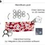 Novo software automatiza mapeamento de membranas celulares em 3D