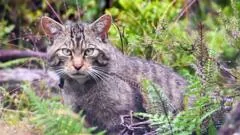 Projetos de conservação avançam na reintrodução de gatos selvagens na Escócia